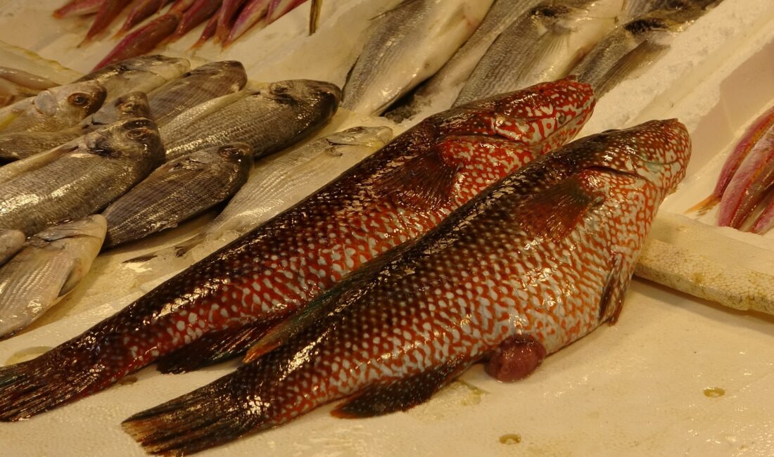 Hint Okyanusu’na özgü ‘portakal benekli lagos’ Mersin’de tezgaha çıktı Mersin’de Hint Okyanusu kaynaklı ‘portakal benekli’ ya da ‘kırmızı benekli