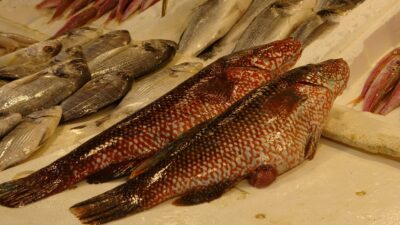 Mersin’de Hint Okyanusu kaynaklı ‘portakal benekli’ ya da ‘kırmızı benekli