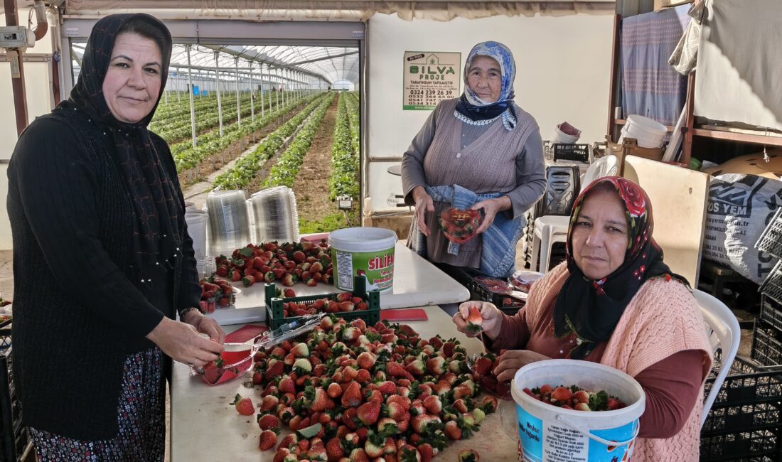 Kadınlar Gününü tarlada çalışarak kutladılar Mersin’in Silifke ilçesinde 8 Mart Dünya Kadınlar Günü’nde birçok kadın,