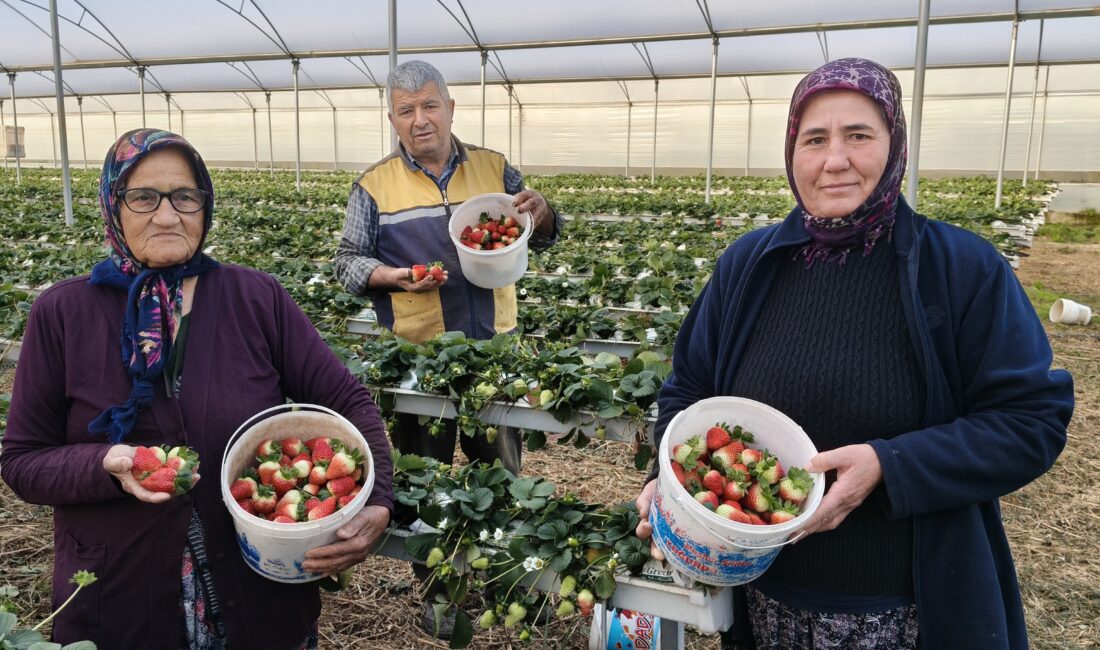 Mersin’in Silifke ilçesinde örtü altında bahar hasadına başlanan çileğin kilogramı