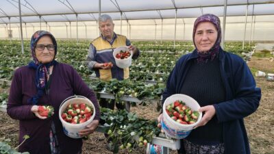 Mersin’in Silifke ilçesinde örtü altında bahar hasadına başlanan çileğin kilogramı