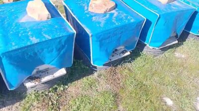 Mersin’in Mut ilçesinde gündüz saatlerinde yapılan zirai ilaçlama nedeniyle arıların