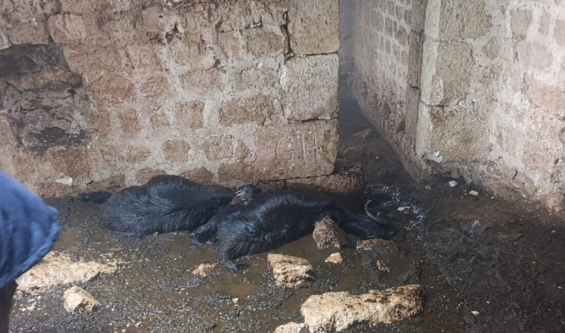 Tarsus’ta ahıra yıldırım düştü: 5 küçükbaş hayvan telef oldu Mersin’in Tarsus ilçesinde sabah saatlerinde etkili olan sağanak yağış sırasında