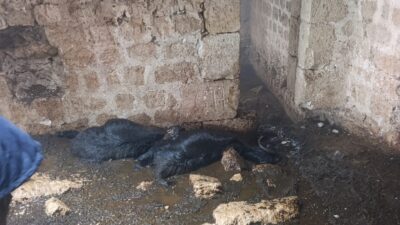 Tarsus’ta ahıra yıldırım düştü: 5 küçükbaş hayvan telef oldu Mersin’in Tarsus ilçesinde sabah saatlerinde etkili olan sağanak yağış sırasında