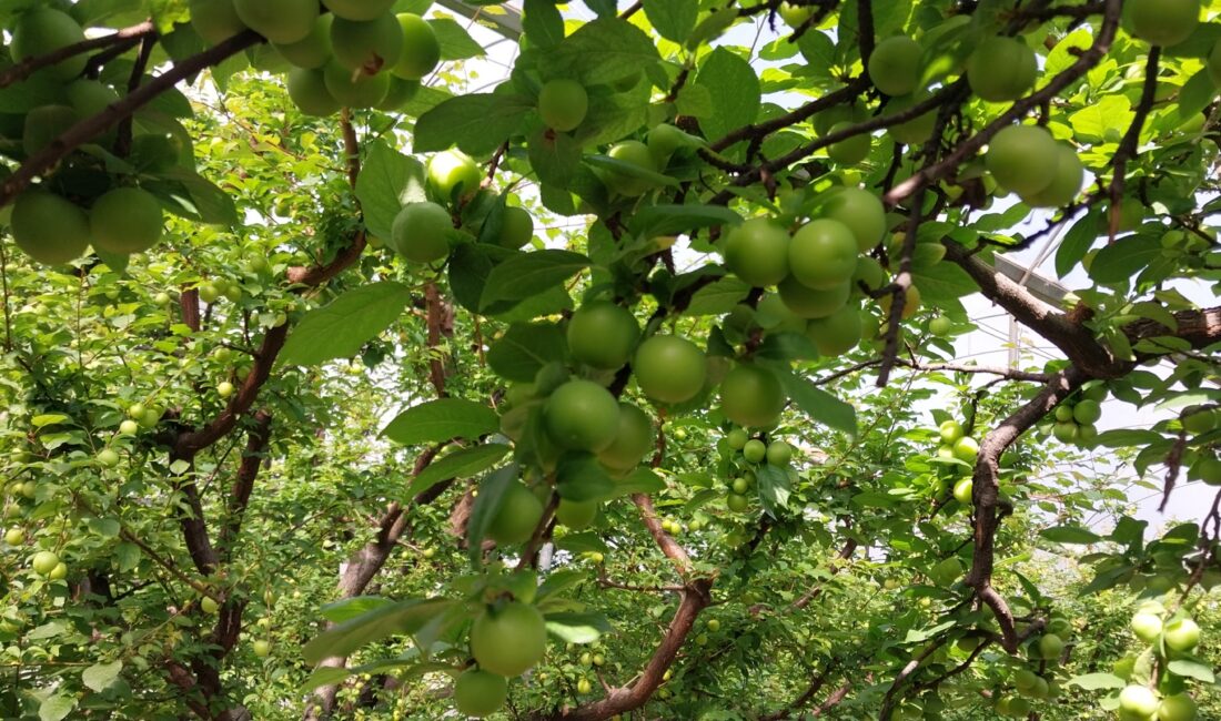 Mersin’in Mut ilçesinde örtü altı üretimi yapılan erkenci erikte hasat