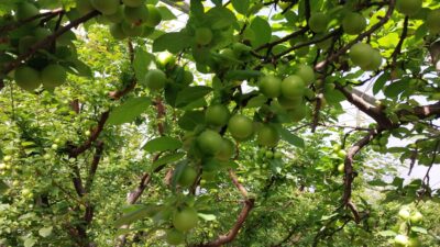 Mersin’in Mut ilçesinde örtü altı üretimi yapılan erkenci erikte hasat