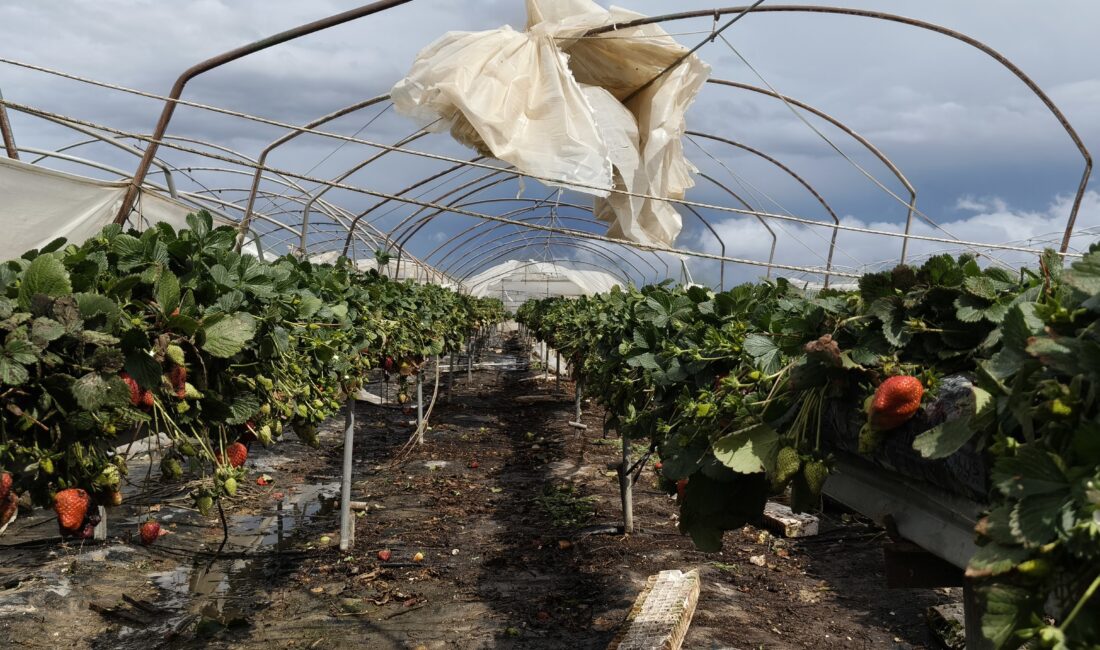 Mersin’in Silifke ilçesinde etkili olan hortum, tarım alanlarında büyük zarara