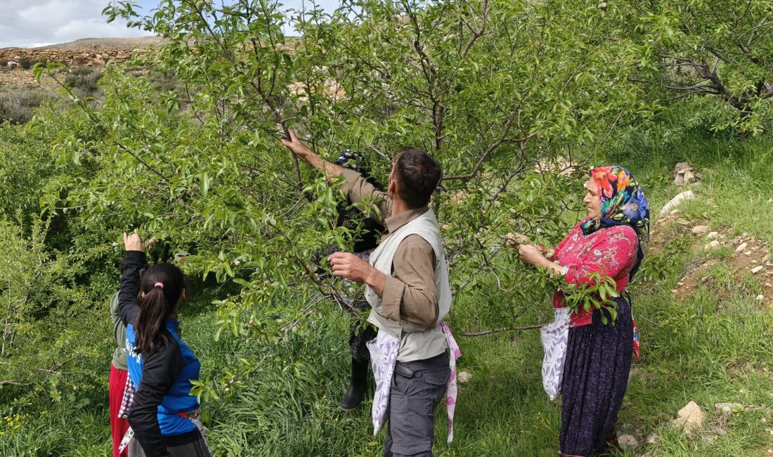 Mersin’in Silifke ilçesinde turfan da badem çağlası hasadı erken başlarken,