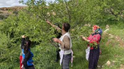 Mersin’in Silifke ilçesinde turfan da badem çağlası hasadı erken başlarken,