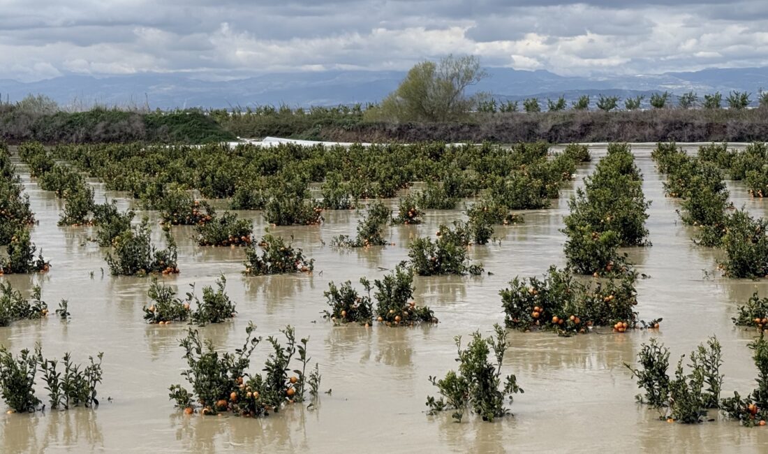 Yağışlar tarım arazilerini vurdu Tarsus’ta 3 gündür aralıksız yağan sağanak yağış, tarım arazilerinde büyük