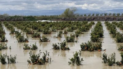 Tarsus’ta 3 gündür aralıksız yağan sağanak yağış, tarım arazilerinde büyük