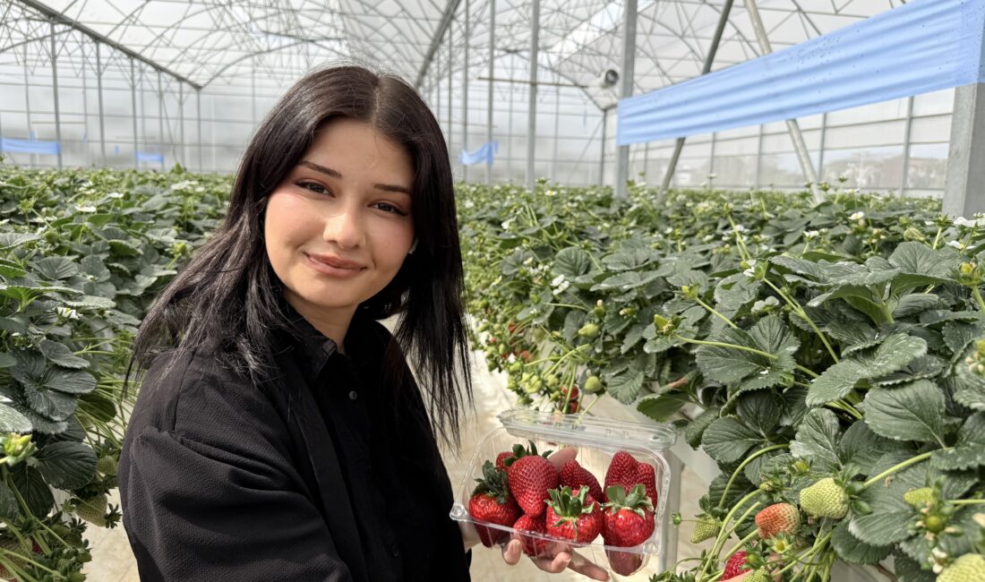 Tarsus’ta topraksız tarımda ilk çilek hasadı yapıldı Tarsus Belediyesi tarafından kurulan topraksız tarım serasında yetiştirilen çileklerin ilk