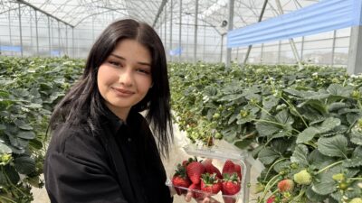 Tarsus Belediyesi tarafından kurulan topraksız tarım serasında yetiştirilen çileklerin ilk