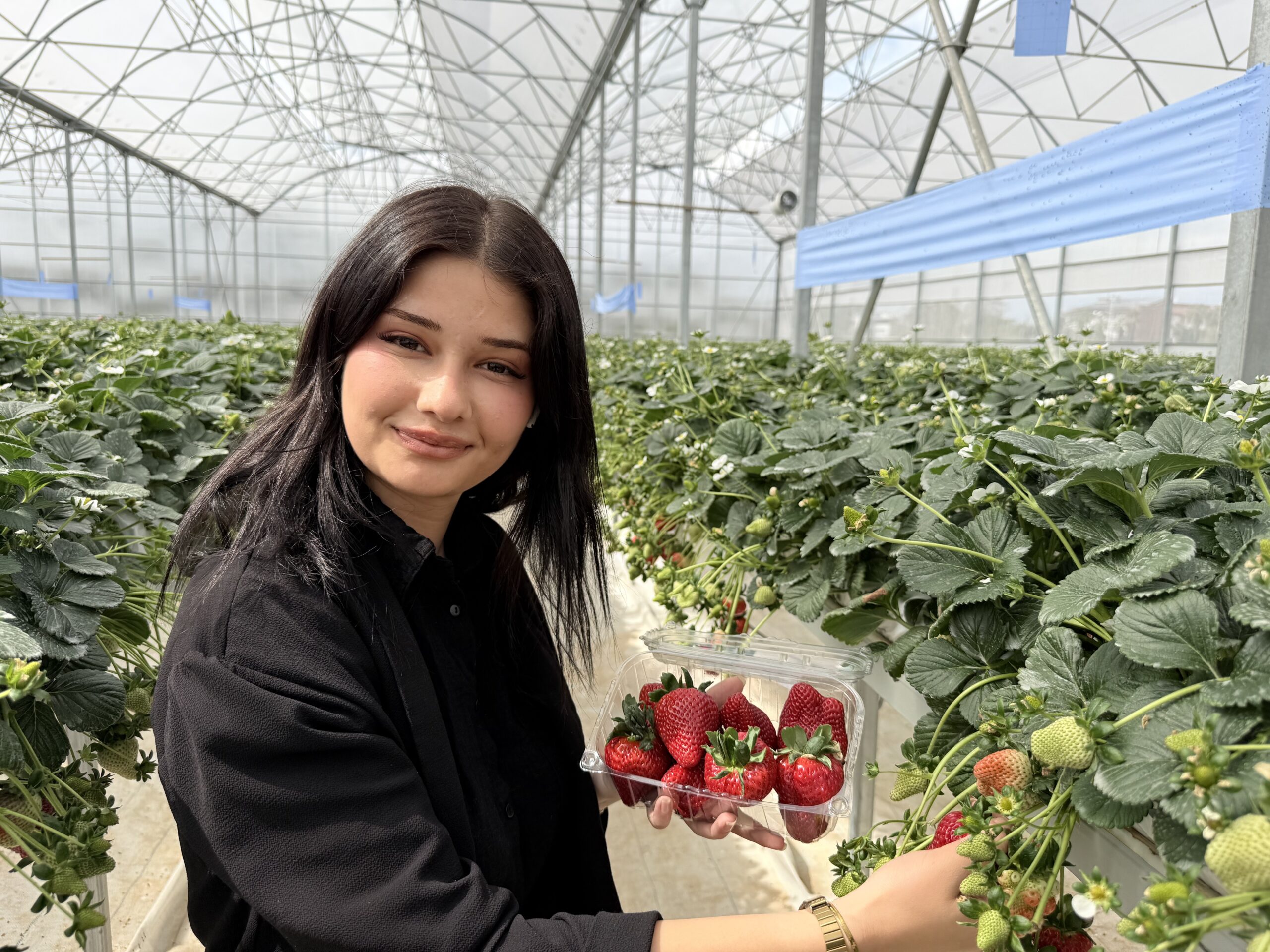 Tarsus’ta topraksız tarımda ilk çilek hasadı yapıldı