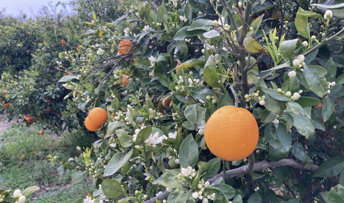 Mersin portakal kokmaya başladı Mersin’de hasat sonuna gelinen portakalda meyvesi dalında olan ağaçların da