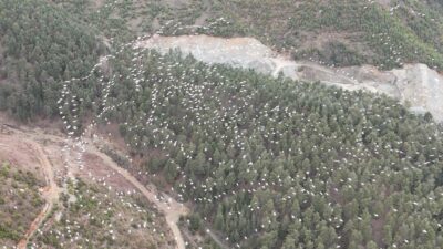 Mersin‘de baharın gelişiyle bir araya gelen ak pelikanlar, sergiledikleri uyumlu