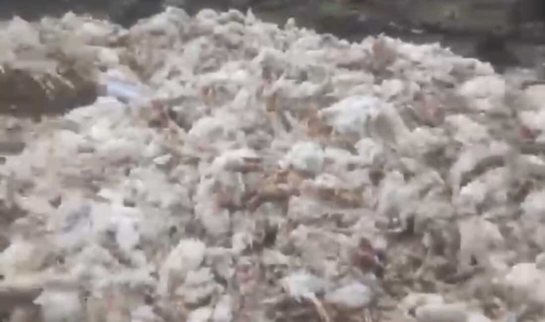 Tarsus’ta ölü tavuklar ormana atıldı Mersin’in Tarsus ilçesinde ormanlık alana gelişigüzel atılan ölü tavuklar çevre