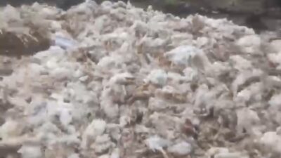 Mersin’in Tarsus ilçesinde ormanlık alana gelişigüzel atılan ölü tavuklar çevre