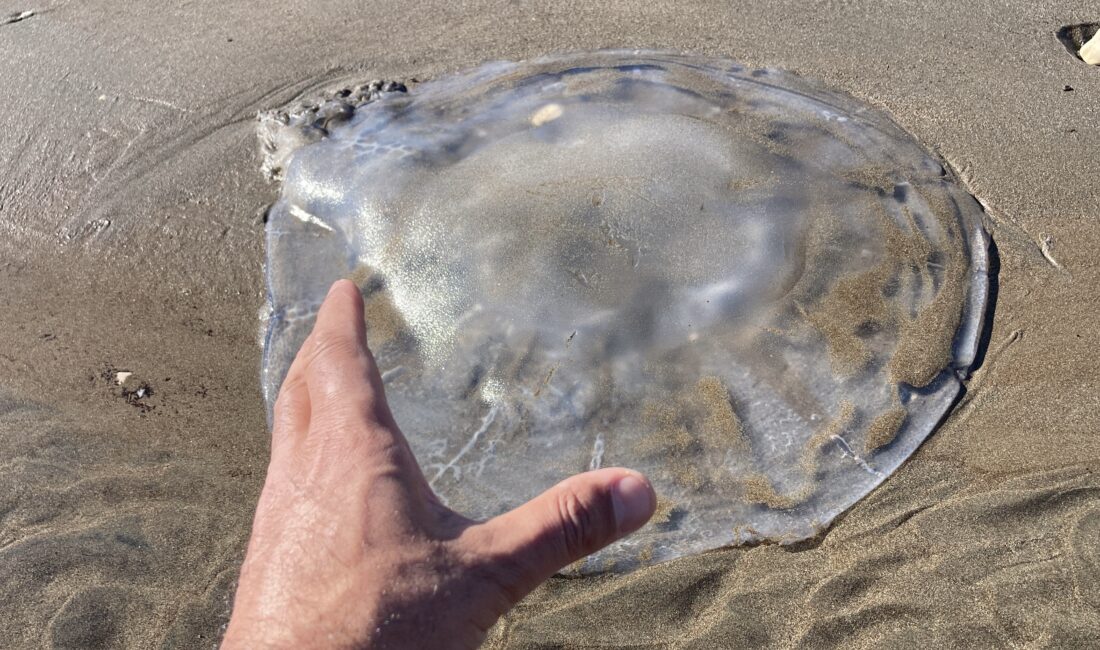Akdeniz’deki zehirli denizanaları Mersin sahillerine vurdu Mersin‘in sahillerine çok sayıda denizanası vurdu. Denizanalarının son günlerde yaşanan