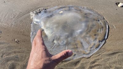 Mersin‘in sahillerine çok sayıda denizanası vurdu. Denizanalarının son günlerde yaşanan