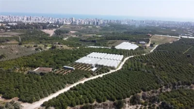 DAVULTEPE'DEKİ NARENCİYE BAHÇELERİ İÇİN YENİ MÜCADELE ÇAĞRISI
"Daha önce iptal edilen