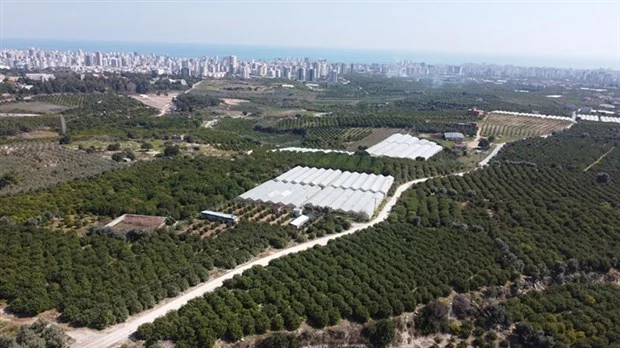 DAVULTEPE'DEKİ NARENCİYE BAHÇELERİ İÇİN YENİ MÜCADELE ÇAĞRISI
"Daha önce iptal edilen