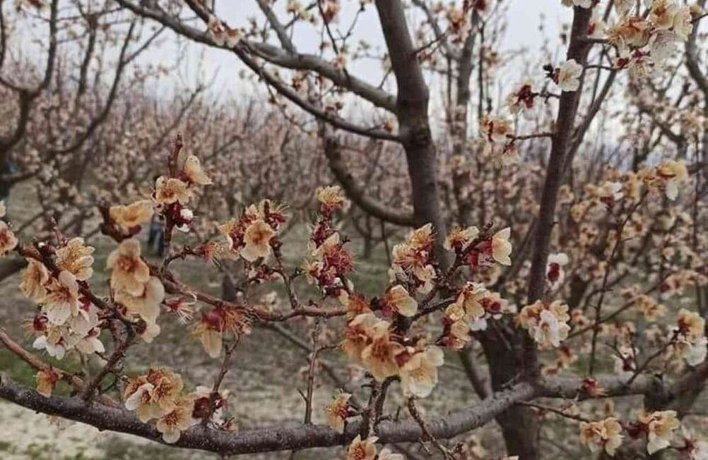 MUT’TA DON VURDU: MATADOR KAYISILAR ZARAR GÖRDÜ Mut ilçesine bağlı Suçatı Mahallesi’nde etkili olan soğuk hava, “Matador” cinsi kayısı