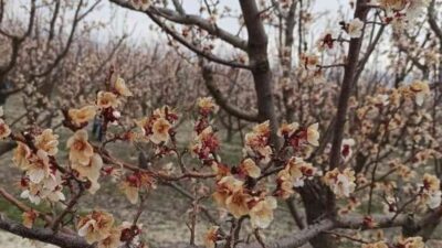 Mut ilçesine bağlı Suçatı Mahallesi’nde etkili olan soğuk hava, “Matador” cinsi kayısı