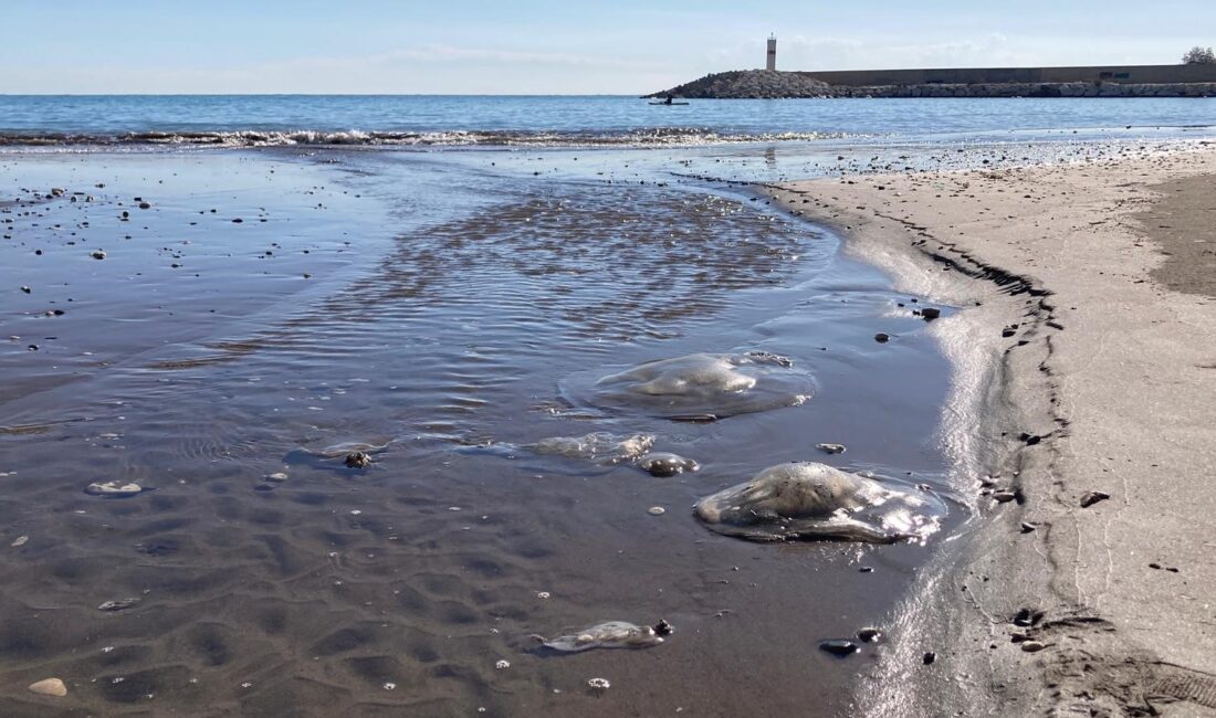 Mersin sahillerinde son günlerde artan denizanası yoğunluğu dikkat çekerken alanda