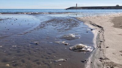 Mersin sahillerinde son günlerde artan denizanası yoğunluğu dikkat çekerken alanda