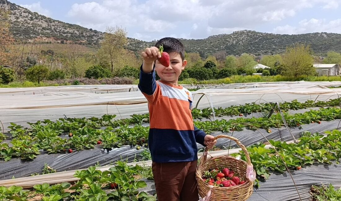 Hasadı çiftçi değil, vatandaş yaptı Adana’nın Kozan ilçesinde vatandaşlar, hafta sonu doğayla vakit geçirmek isterken