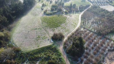Mersin’in Erdemli ilçesinde 300 rakım üzerinde bazı mahallelerde misket büyüklüğünde