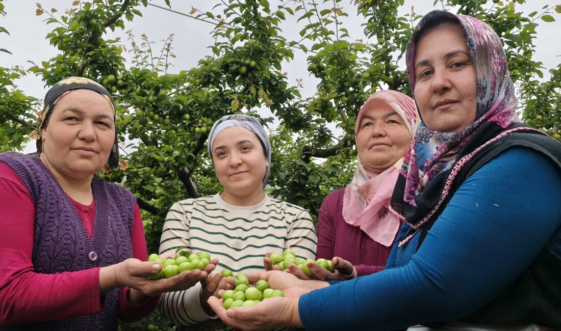 Mersin’de açıkta erik hasadı başladı, fiyatı 200 TL’ye kadar düştü Mersin‘in Silifke ilçesinde örtü altının ardından açıkta da erik hasadı