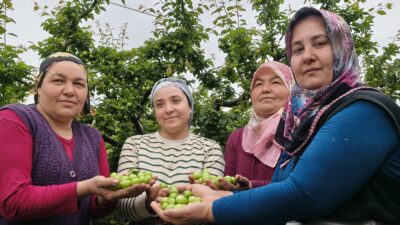 Mersin‘in Silifke ilçesinde örtü altının ardından açıkta da erik hasadı
