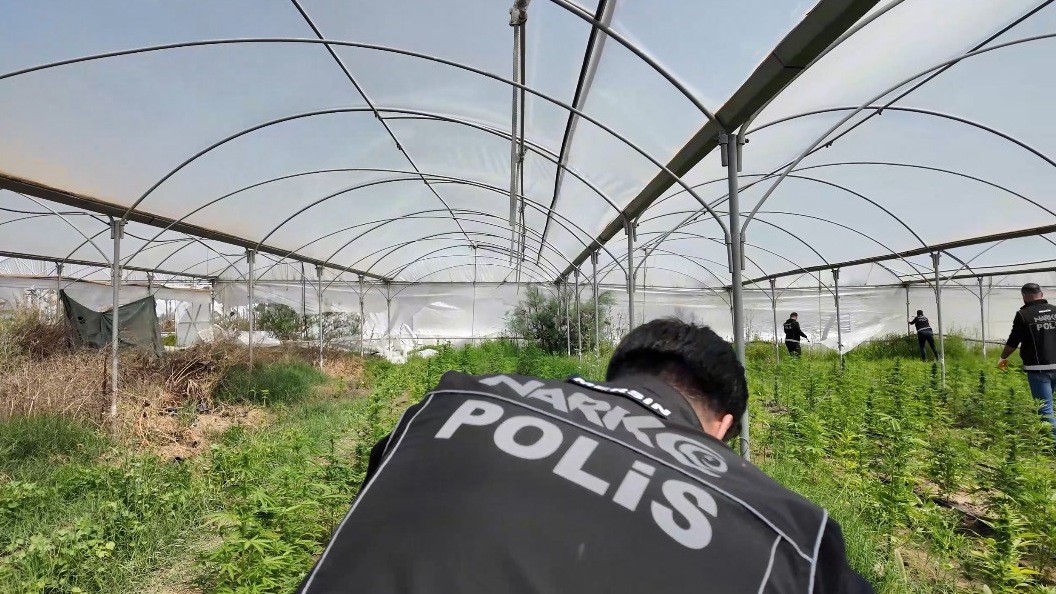 Mersin’de seraya baskın: Binlerce kök Hint keneviri ele geçirildi Mersin‘in Tarsus ilçesinde düzenlenen operasyonda yaklaşık 3 dönümlük arazi üzerine