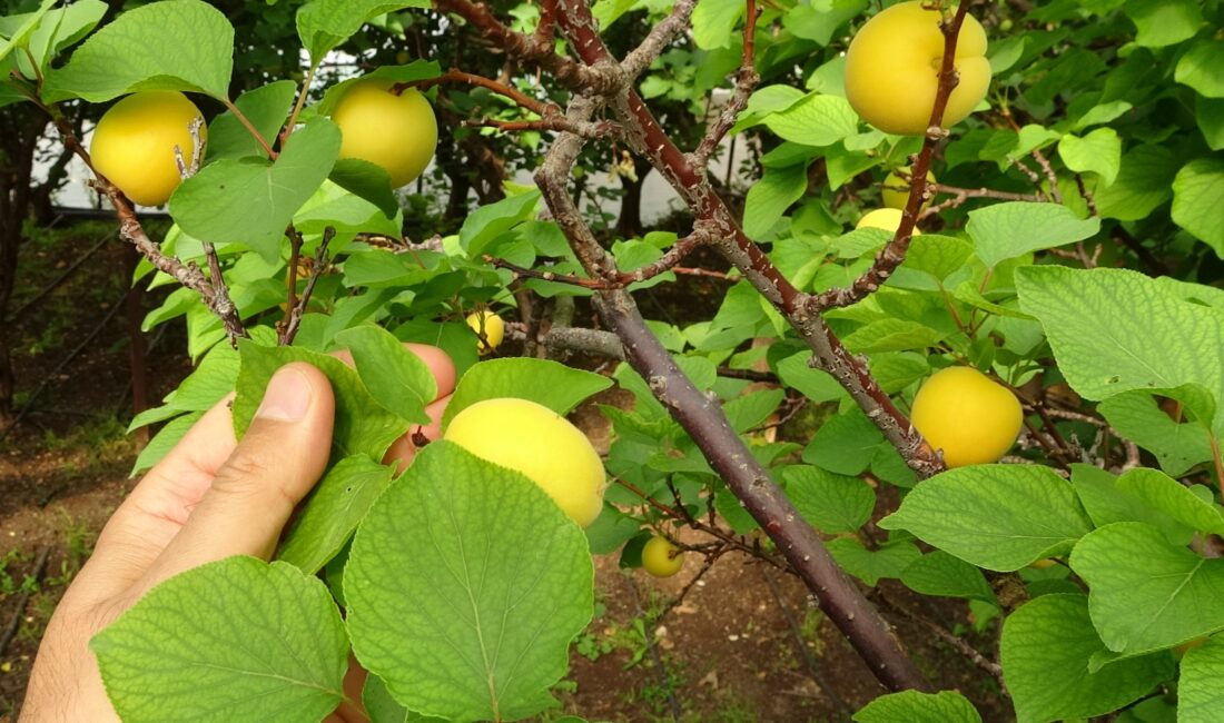 Turfanda birçok meyvenin örtü altında üretildiği Mersin’de ilk kayısı hasadı