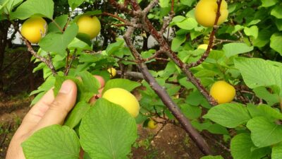 Turfanda birçok meyvenin örtü altında üretildiği Mersin’de ilk kayısı hasadı
