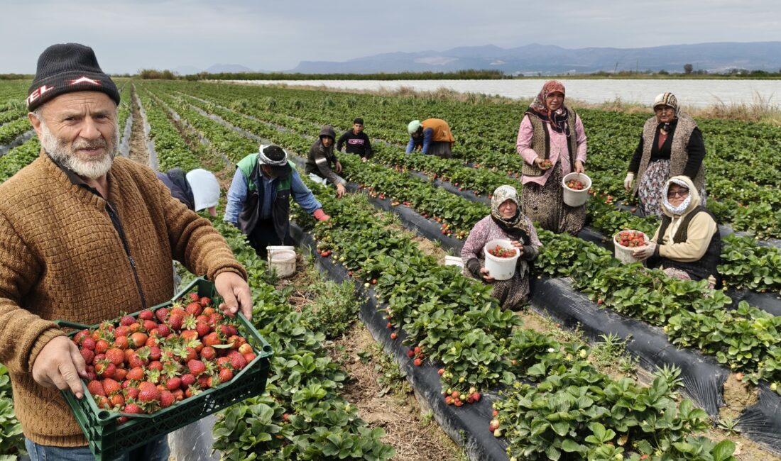 Mersin’in Silifke ilçesinde coğrafi tescilli açıkta üretilen çilek hasadına başlandı.
