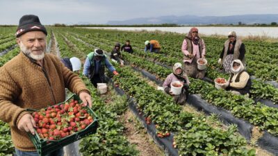 Mersin’in Silifke ilçesinde coğrafi tescilli açıkta üretilen çilek hasadına başlandı.