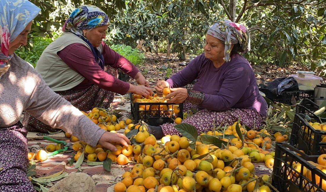 Mersin’de ‘sarı altın’ olarak bilinen Malta eriğinde (yenidünya) açık bahçelerde