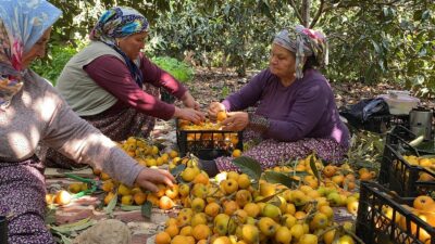 Mersin’de ‘sarı altın’ olarak bilinen Malta eriğinde (yenidünya) açık bahçelerde