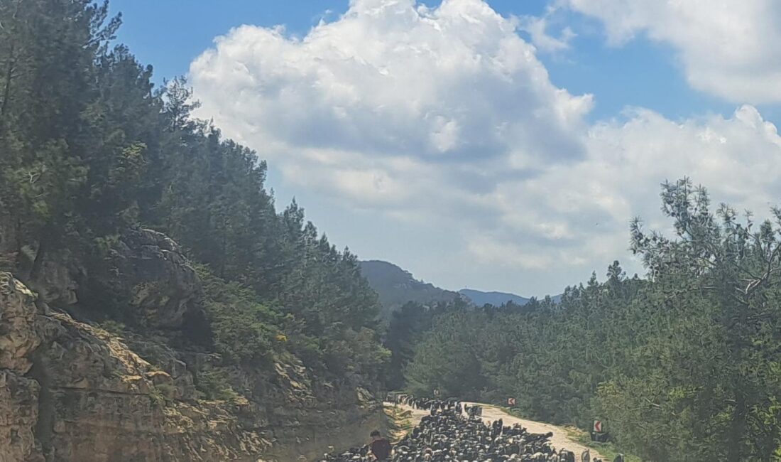 Mersinin Taşeli Bölgesi’nde yoğun olarak bulunan adlarına Sarıkeçili ve Karakeçili