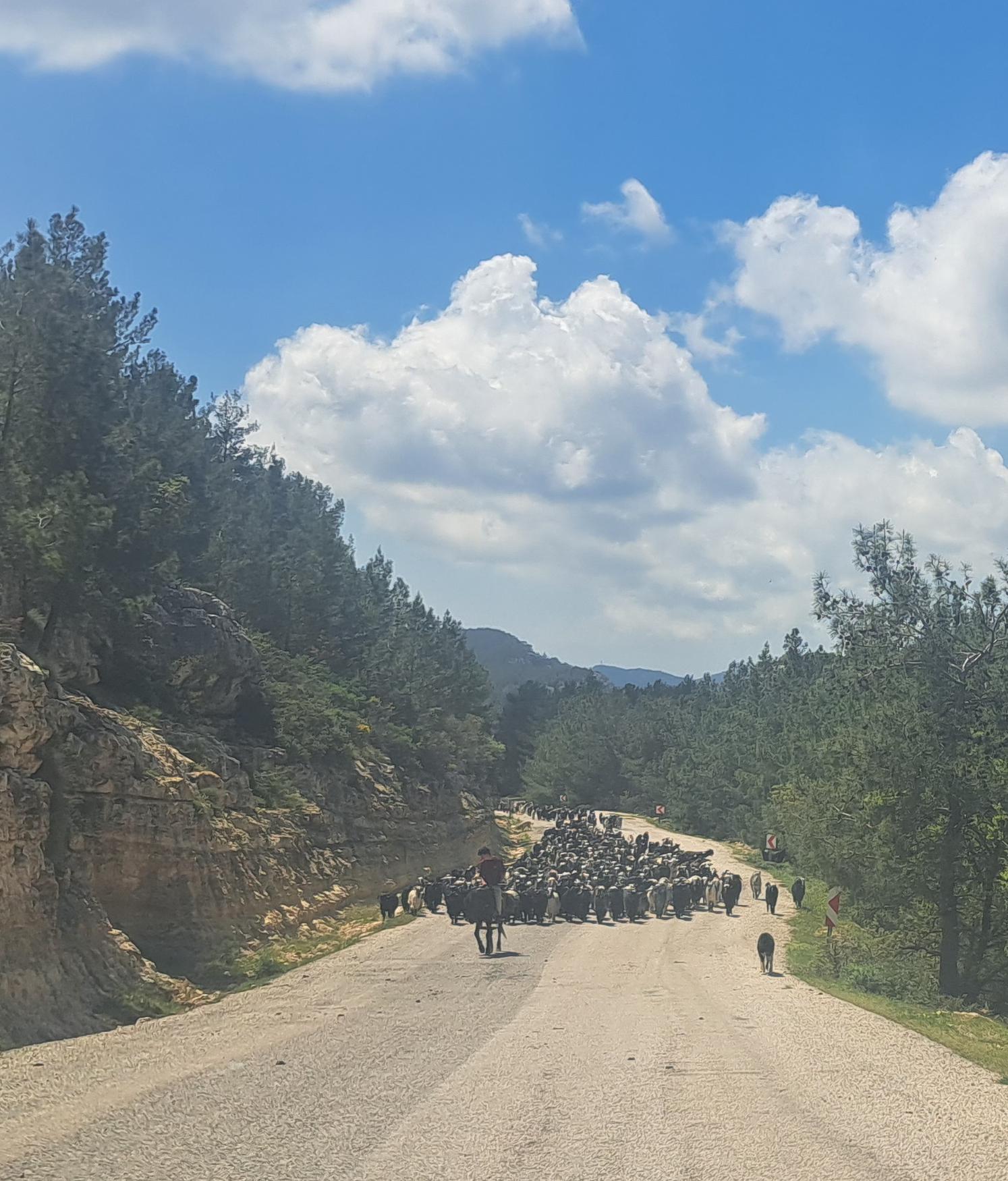 GÖÇERLER YAYLA YOLLARINDA