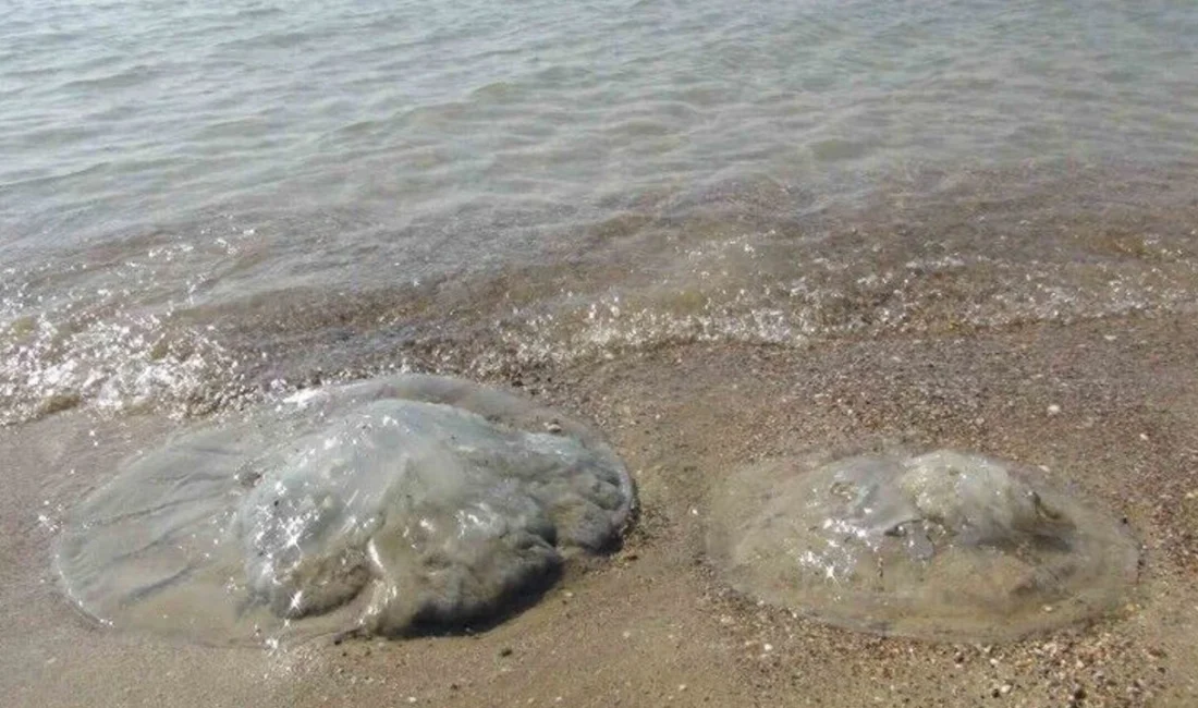 Mersin’in Silifke ilçesine bağlı Taşucu Mahallesi Kum sahilinde dikkat çeken
