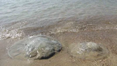 Mersin’in Silifke ilçesine bağlı Taşucu Mahallesi Kum sahilinde dikkat çeken