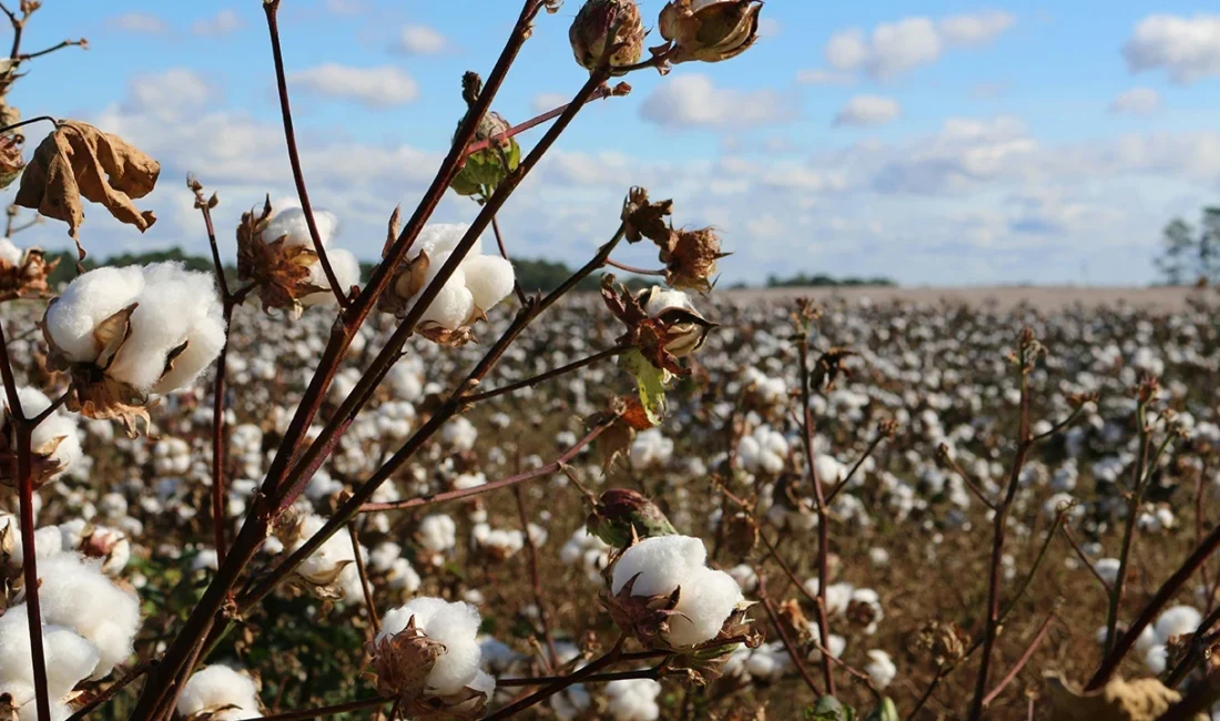 Araştırmacı-Yazar Abdullah Ayan, Türkiye’nin pamuk üretiminde yaşadığı dramatik değişime dikkat