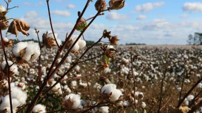 Araştırmacı-Yazar Abdullah Ayan, Türkiye’nin pamuk üretiminde yaşadığı dramatik değişime dikkat