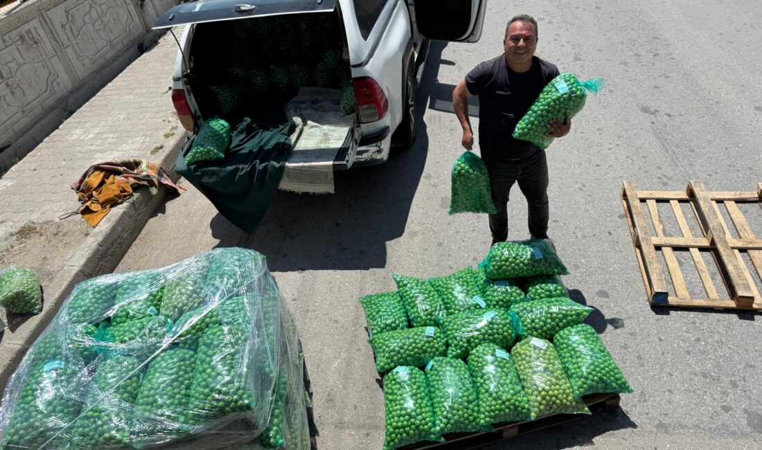 Mersin’in Gülnar ve Mut ilçelerinde yetiştirilen erik, hem yurt içi