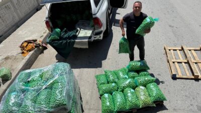 Mersin’in Gülnar ve Mut ilçelerinde yetiştirilen erik, hem yurt içi