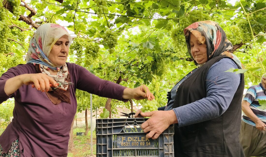 Mersin‘in Silifke ilçesinde sezonun ilk örtü altı üzüm hasadı gerçekleştirildi.